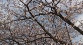 Cherry Blossom Season in Ueno Park